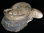 Hoploscaphites Ammonite - Opalescent Shell #6131-4